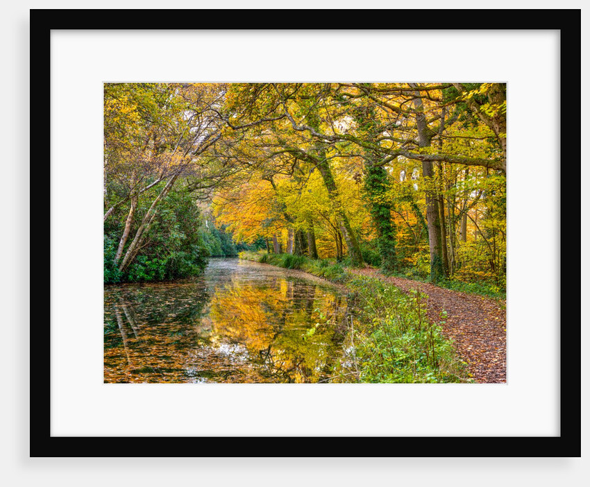Canal through a forest by Assaf Frank
